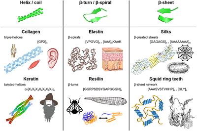 Squid-Inspired Tandem Repeat Proteins: Functional Fibers and Films